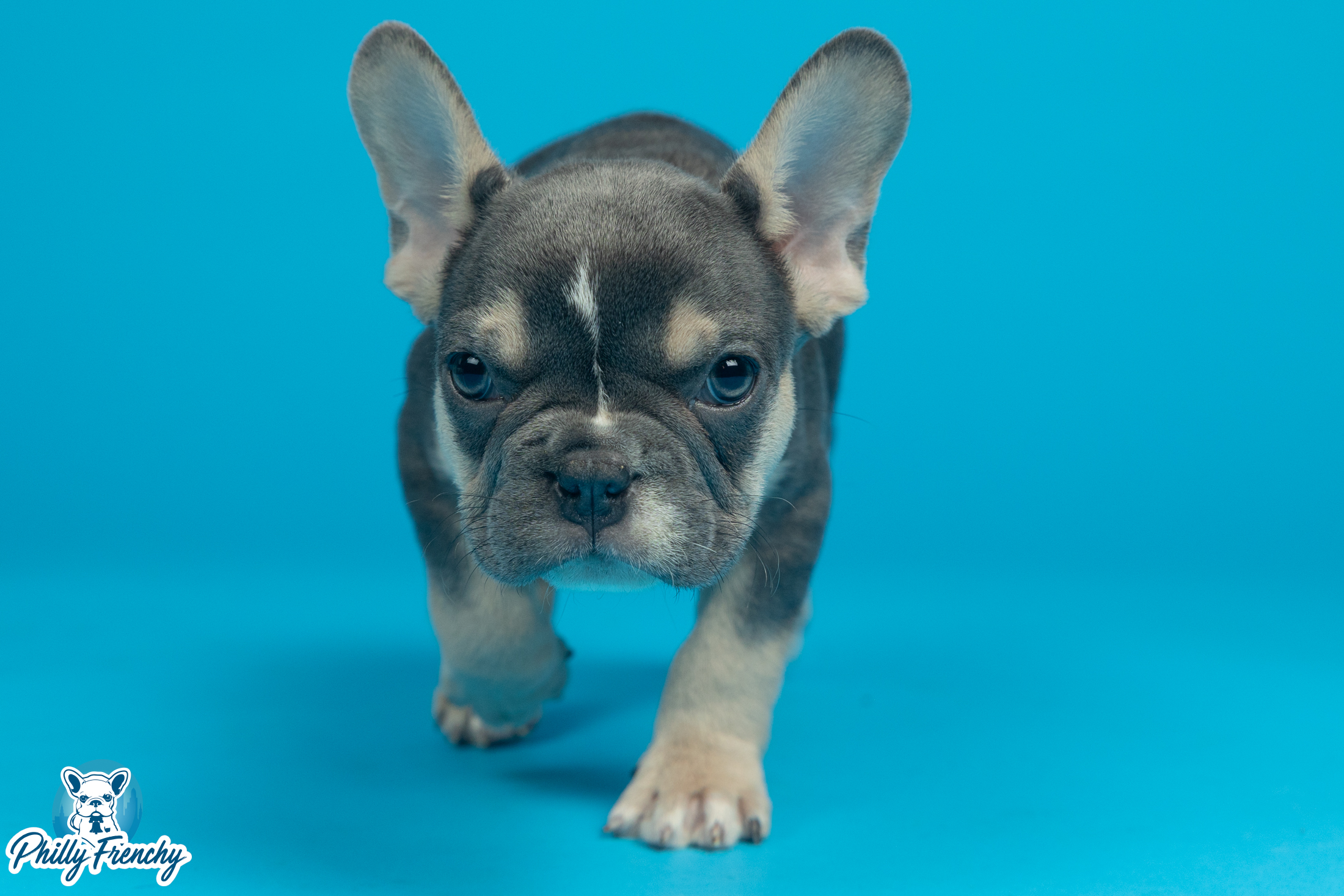 “Dice” Blue/Tan Tricolor Male $3300