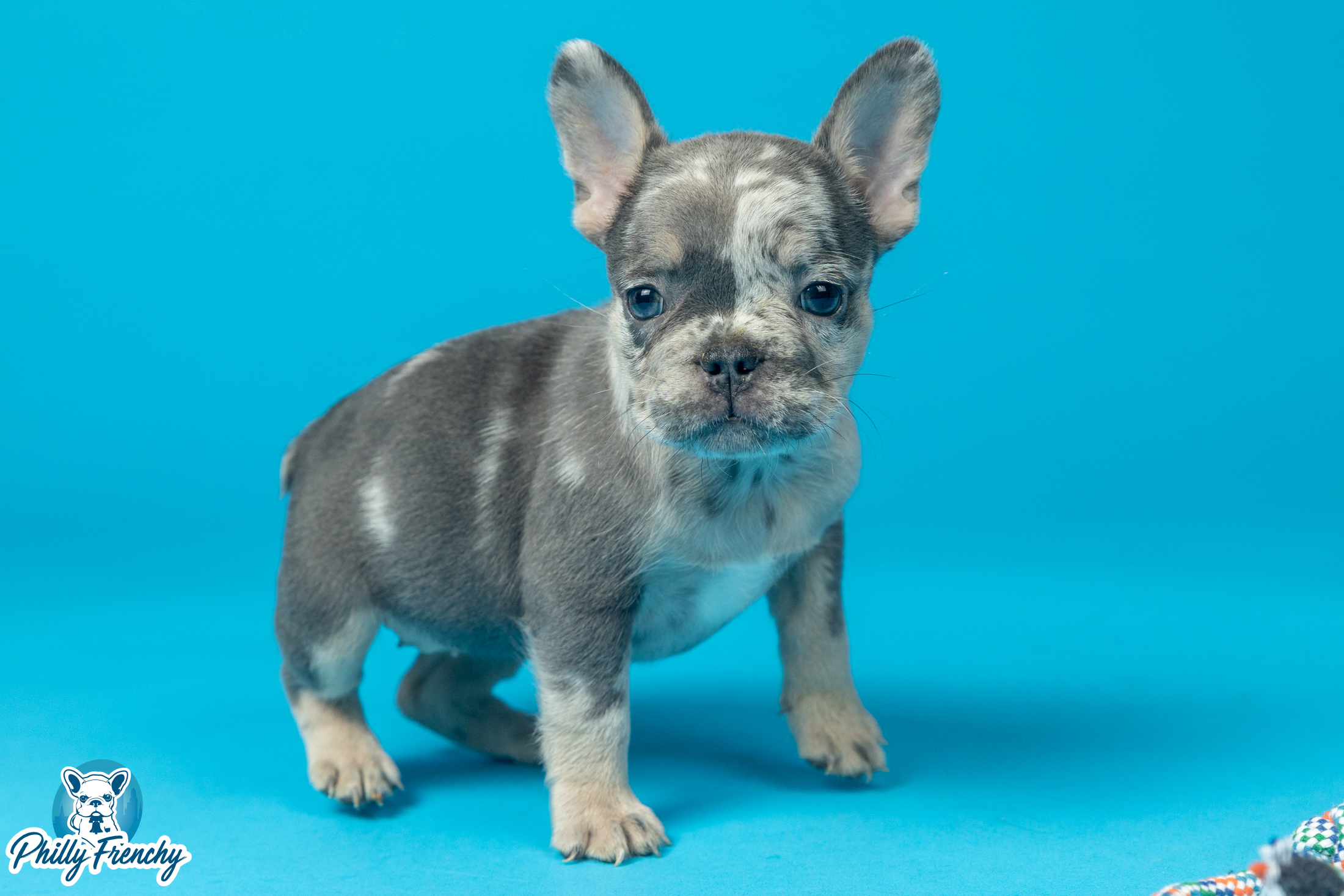 “Gia” Blue Merle Female $3600