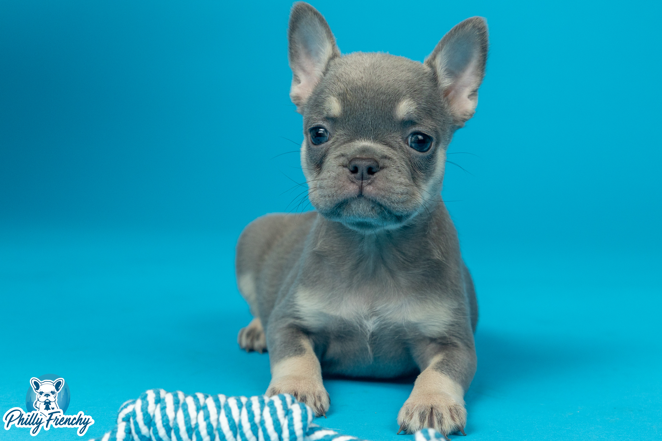“June” Lilac & Tan Female $3400