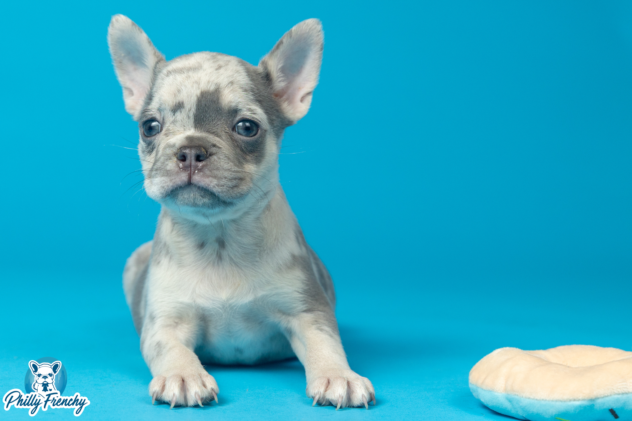 “Roxy” Lilac Merle Female $3400