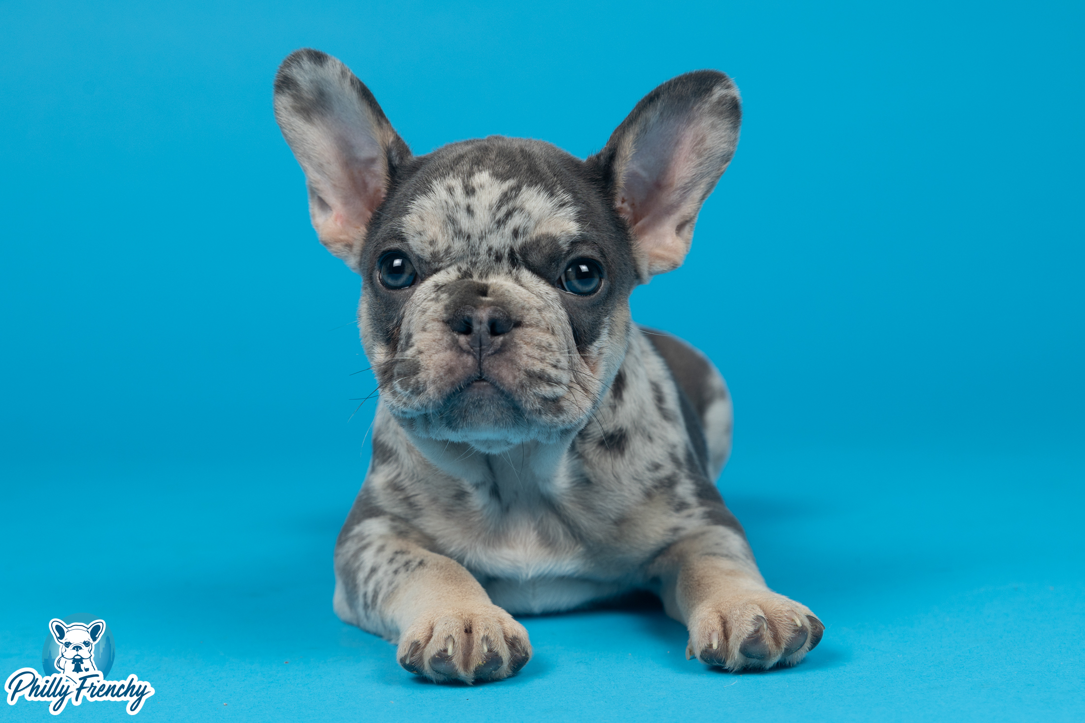“Mack” Blue Merle Male $3200