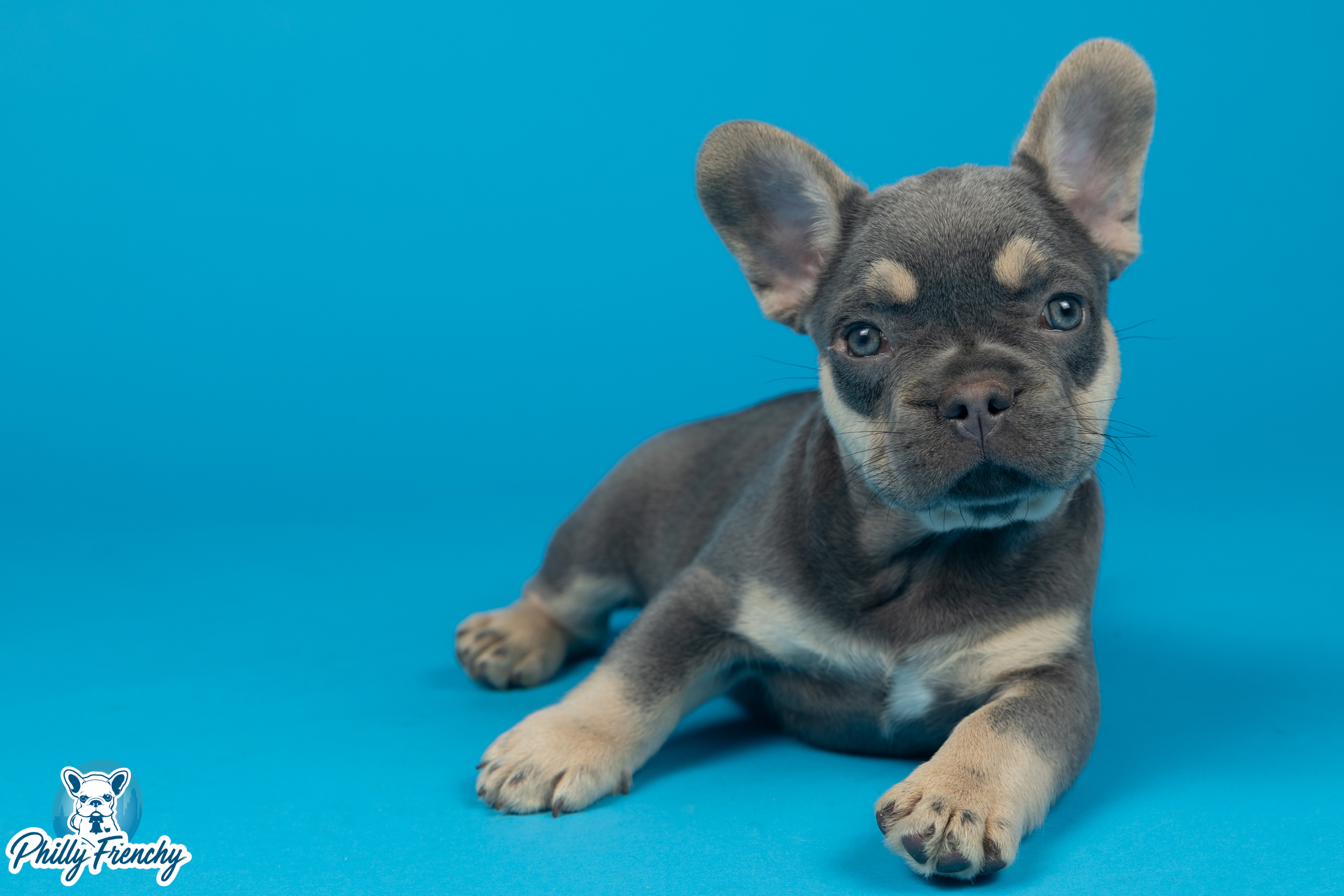 “Blue” Lilac & Tan Male $3300