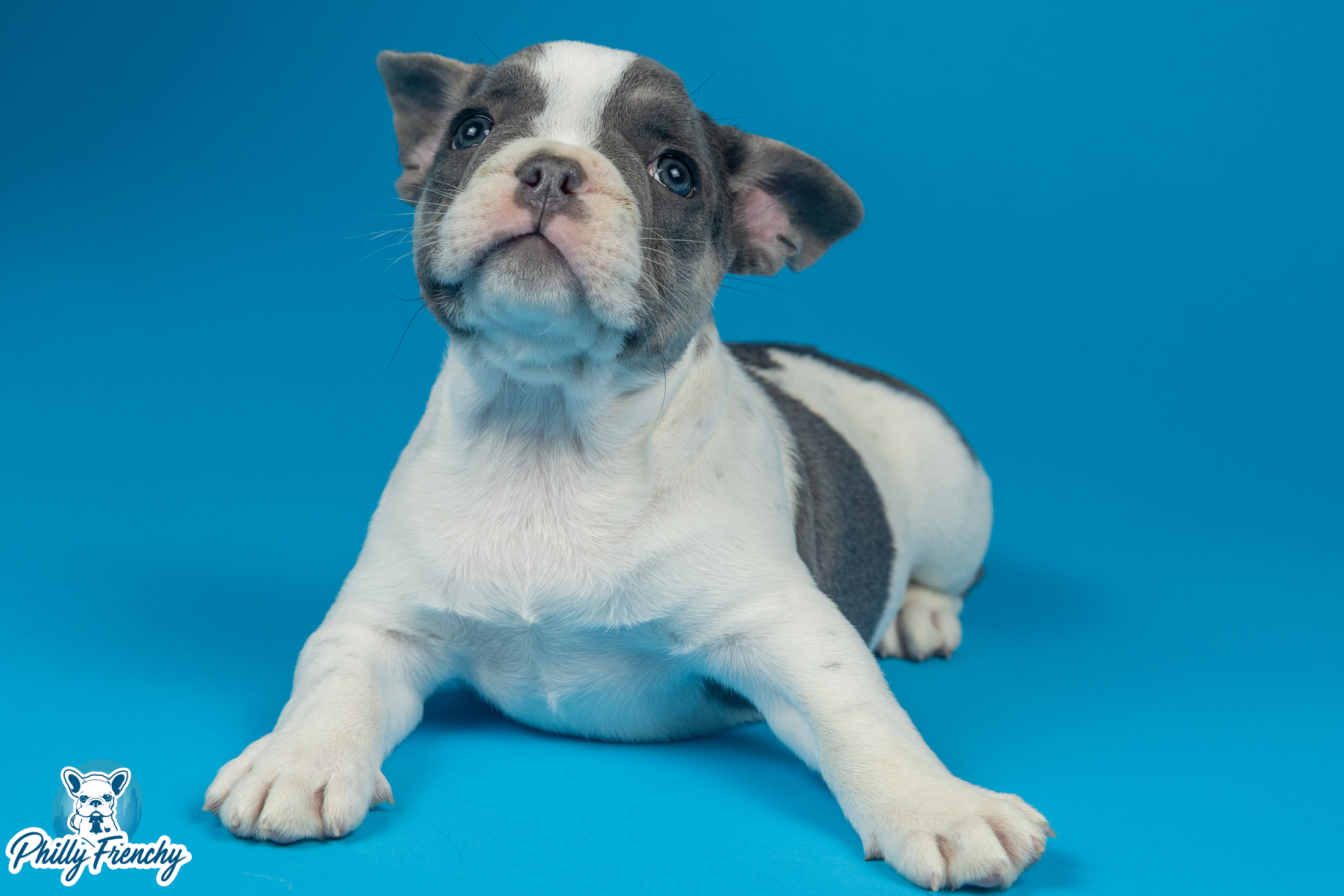 “Herc” Blue Pied Male $2800