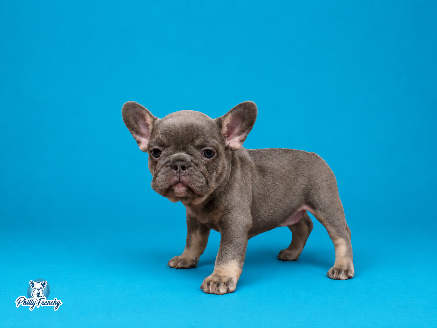 “Bia” Blue/Tan Tricolor Female $3300