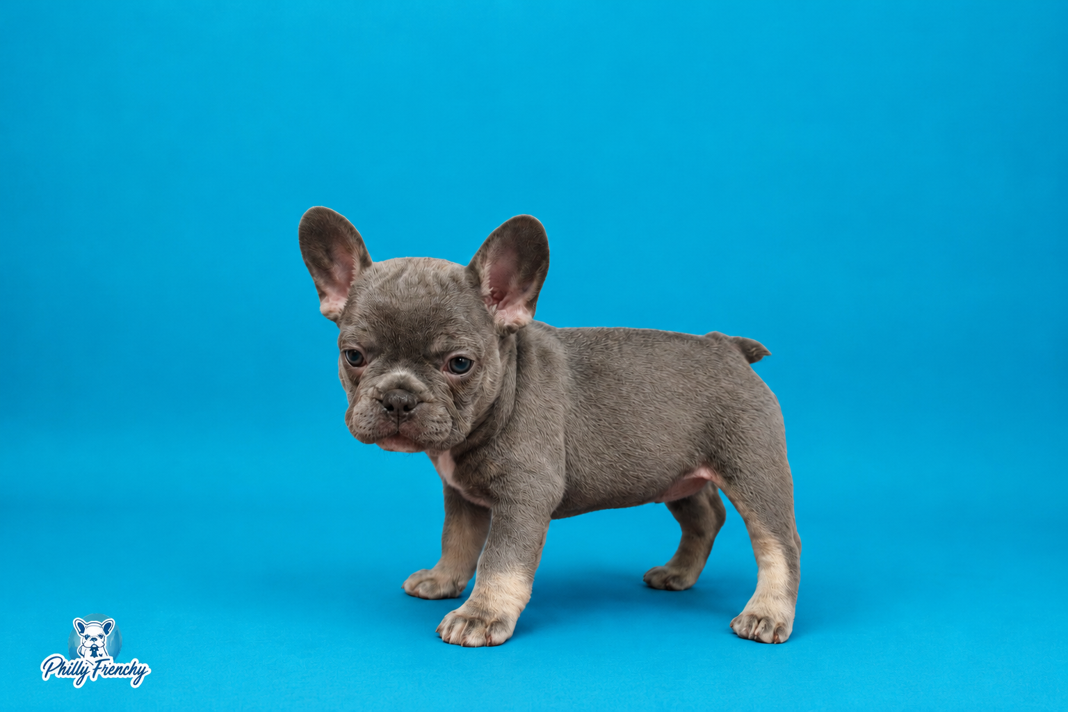 “Rain” Blue/Tan Tricolor Female $3300