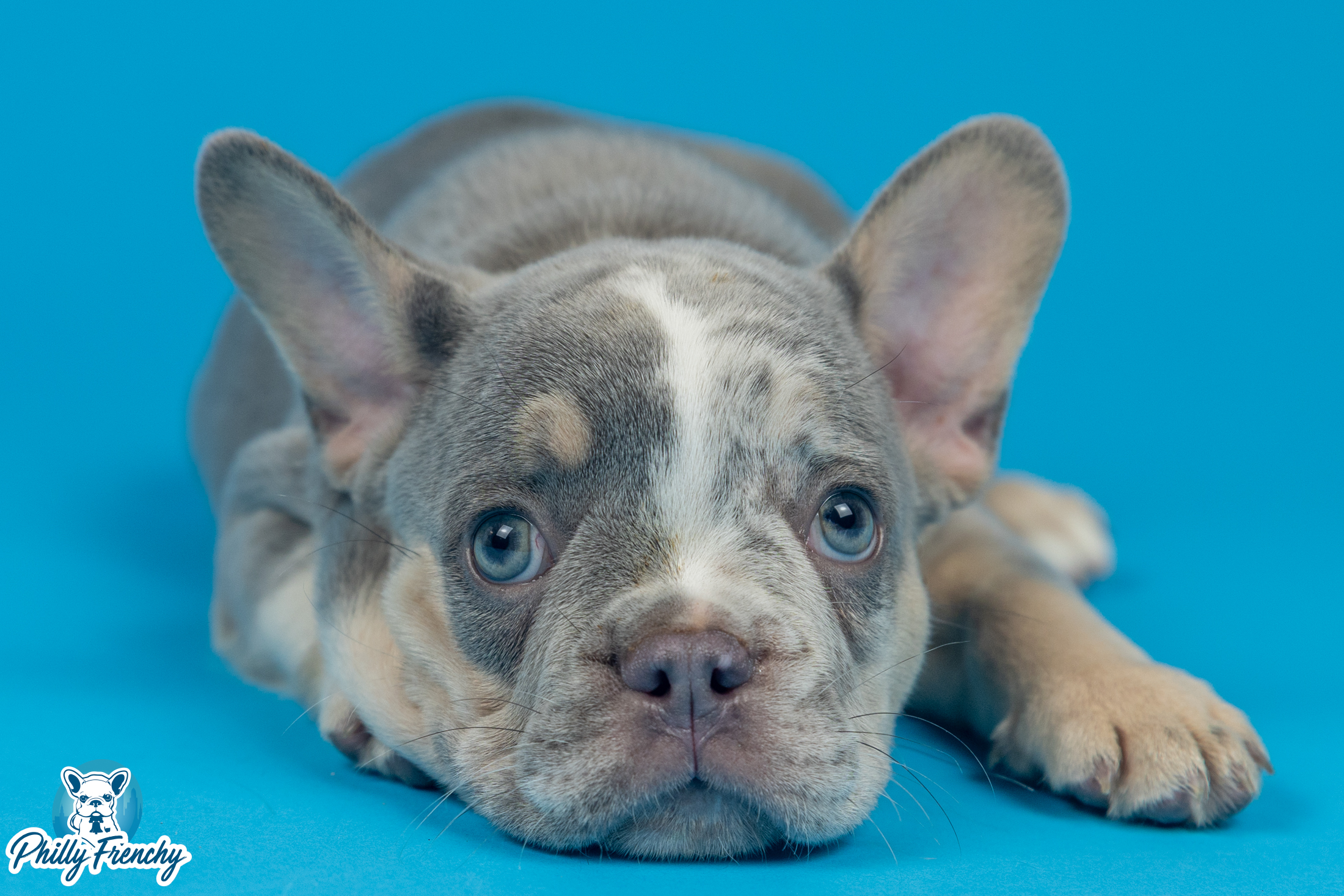 Lilac Blue/Tan Merle Male $3000