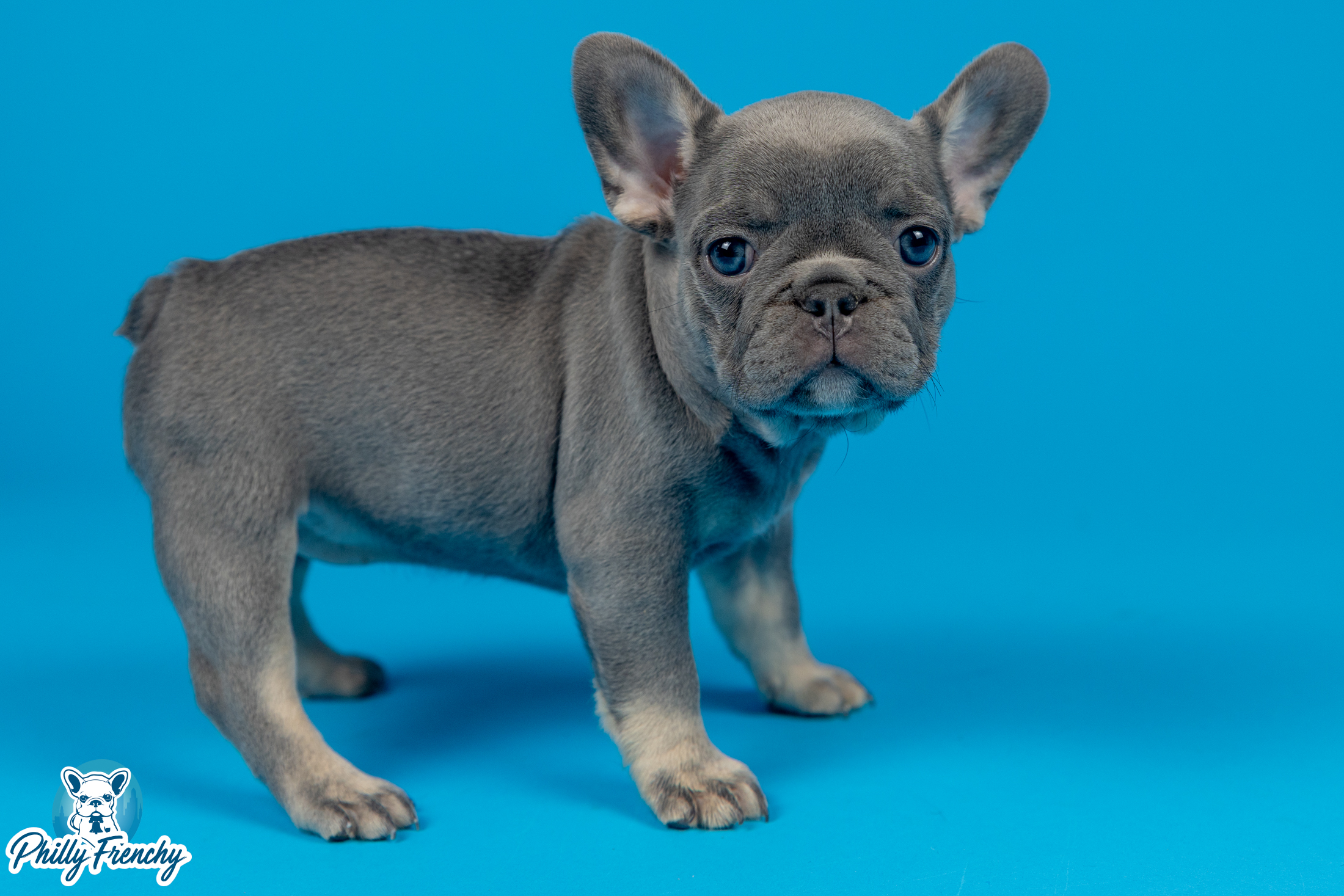 “Remi” Blue/Tan Tricolor Female $3000