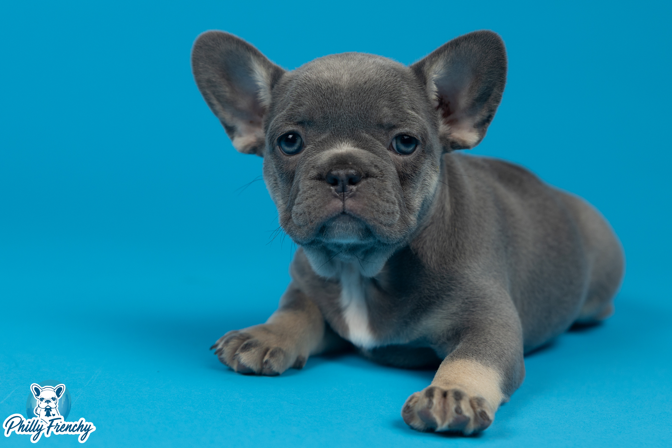 “Rita” Blue/Tan Tricolor Female $2800
