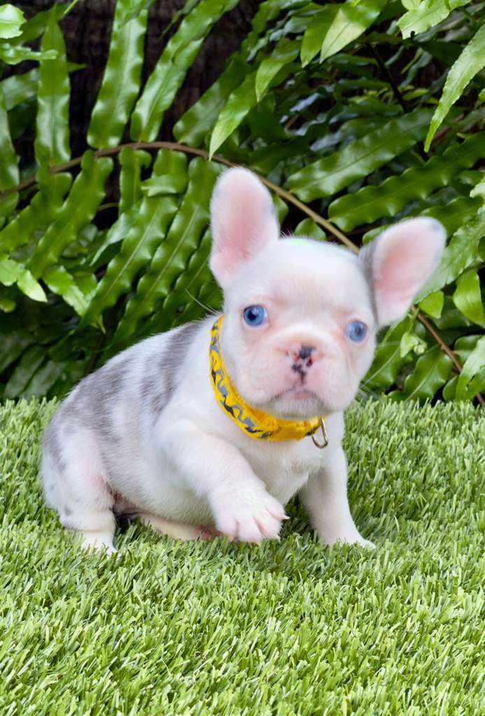 “Diamond” Lilac Merle Female $3300