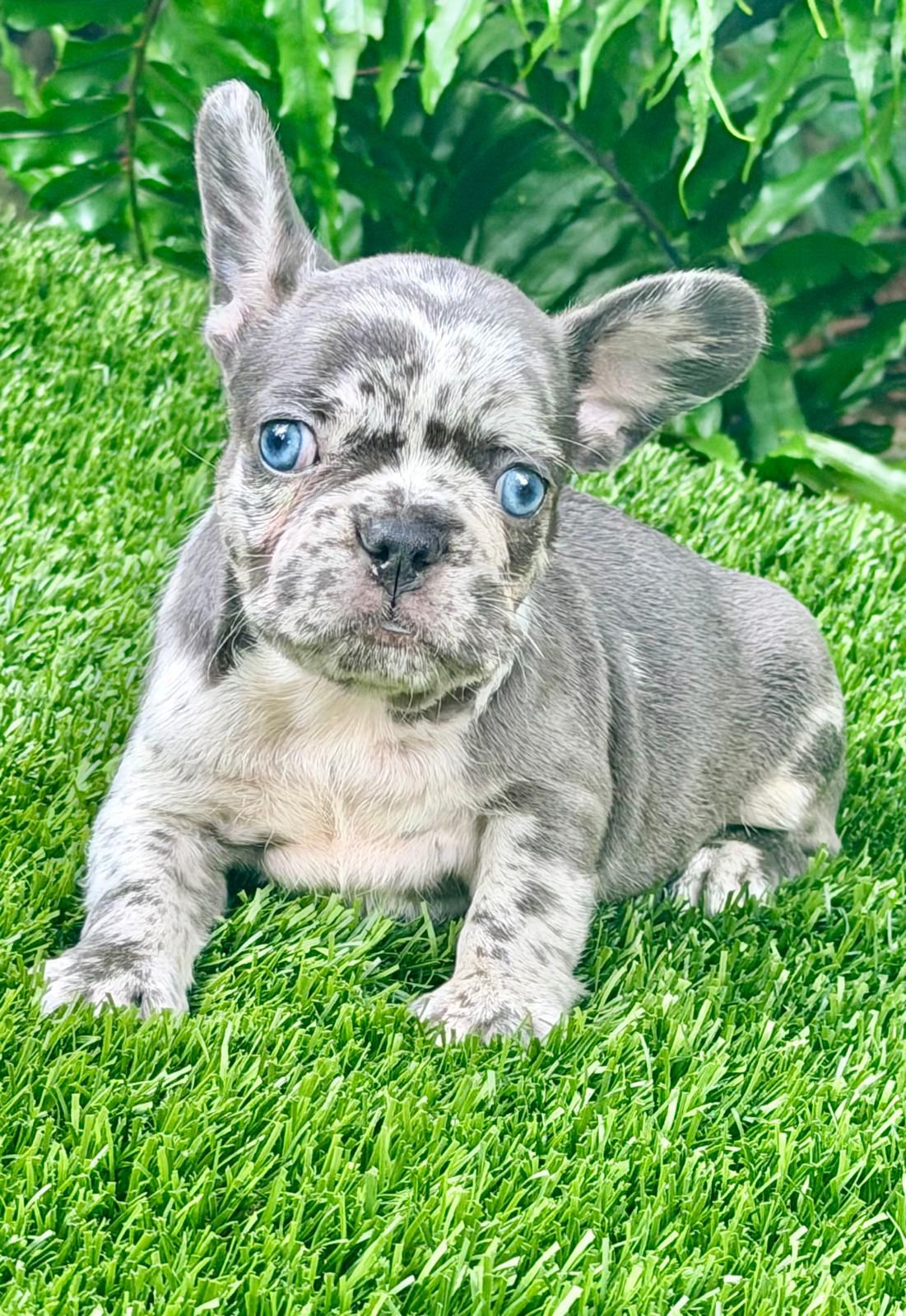 “Rita” Blue Merle Female $3400