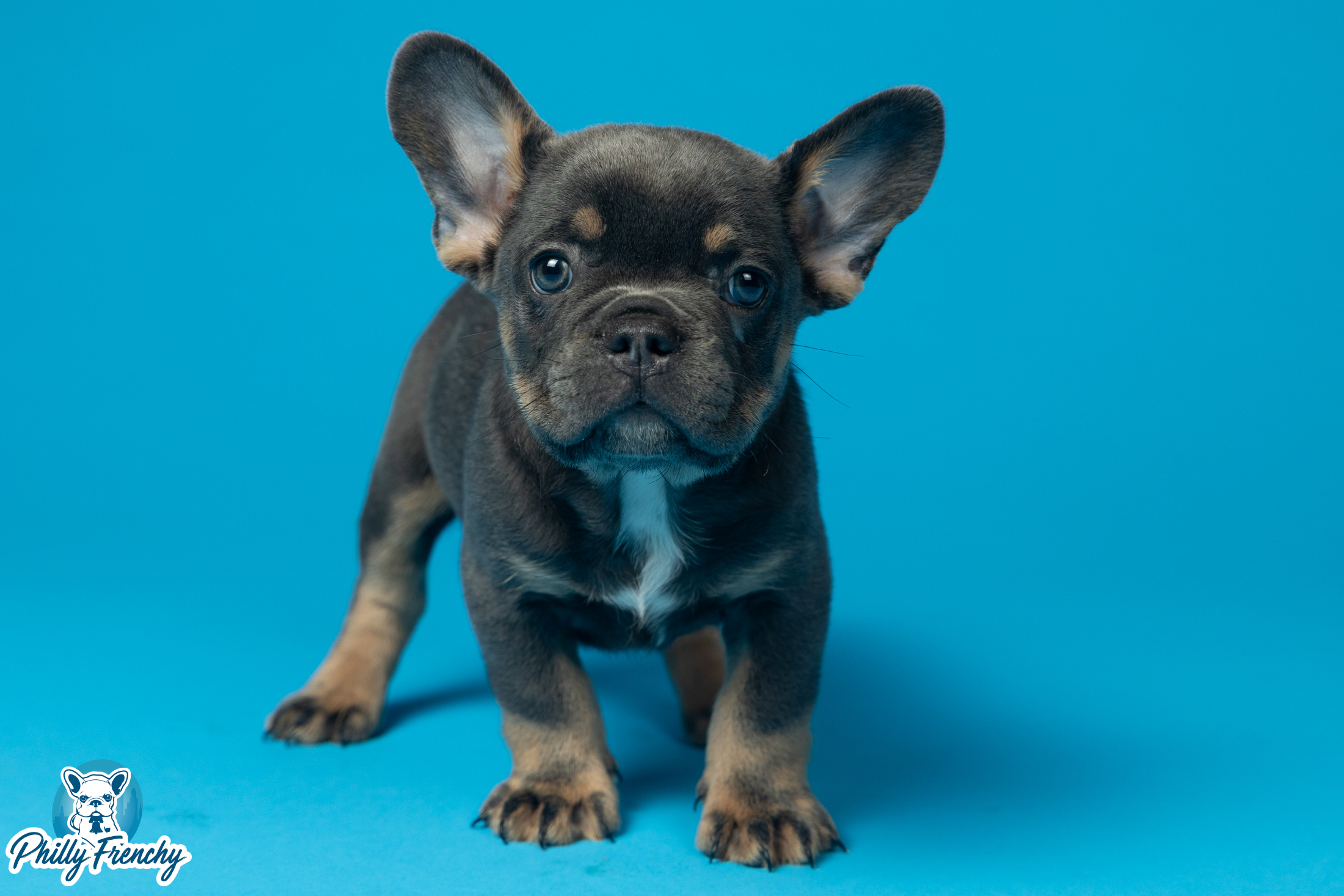 “Leo” Blue/Tan Male $3200