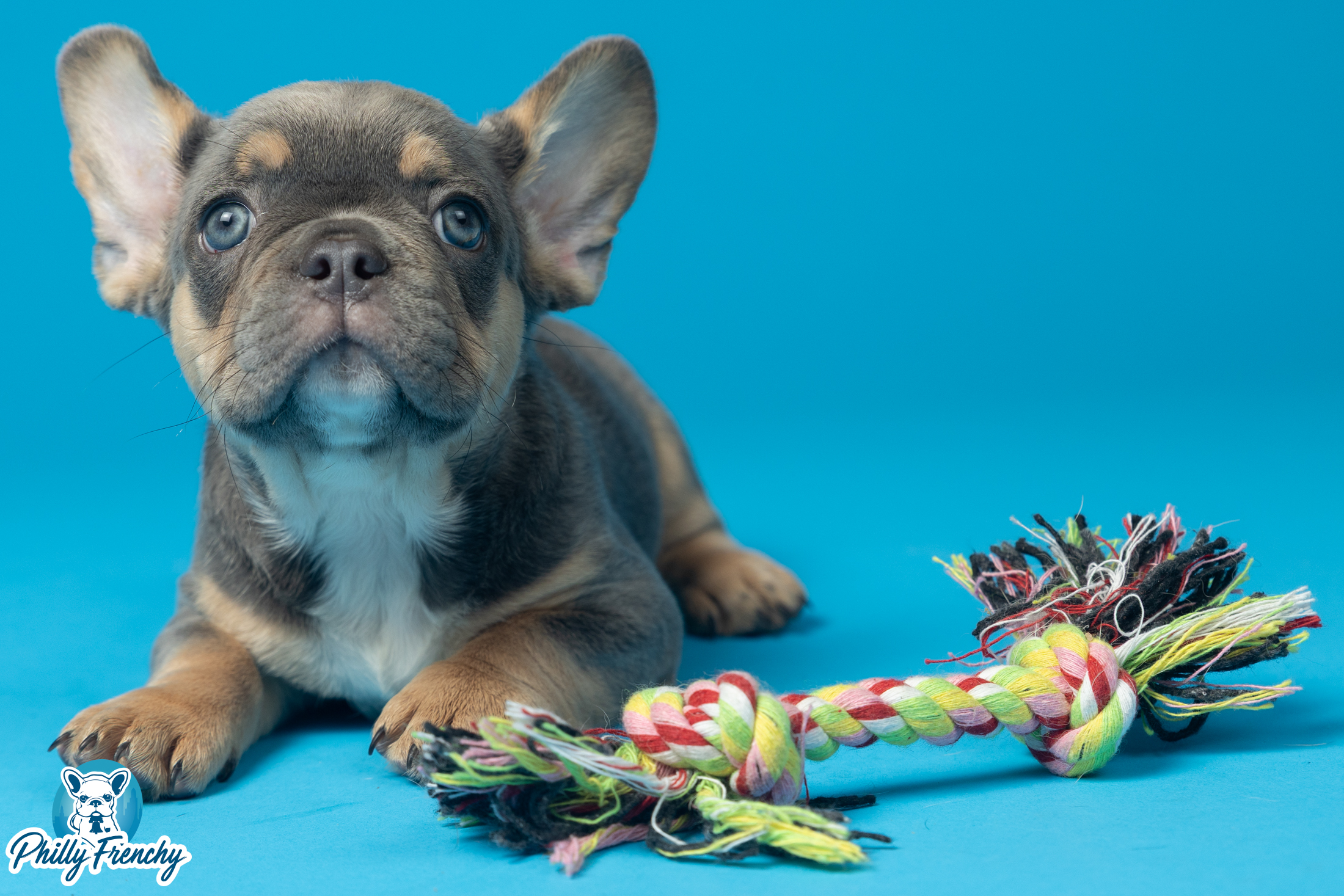 “Maxx” Lilac & Tan Tricolor Male $3300