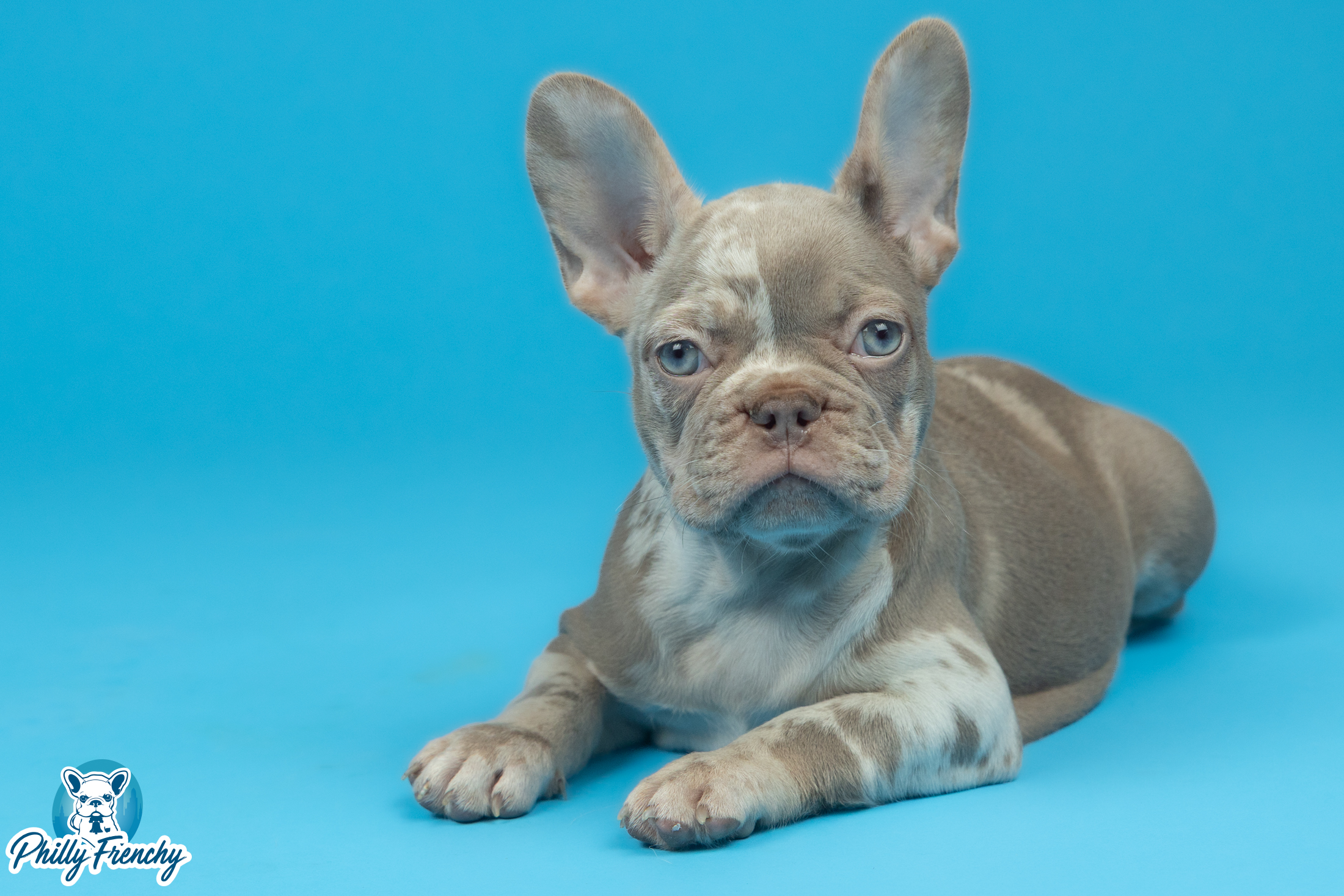 “Lex” Isabella Merle Female $3300