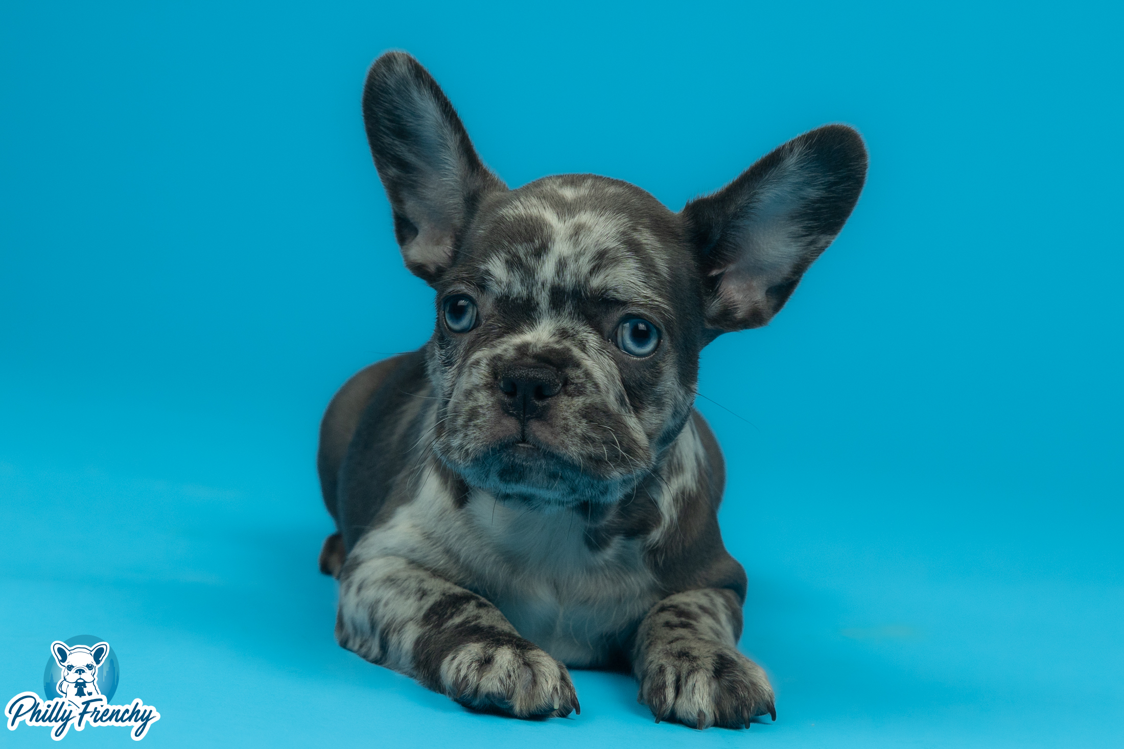 “Rita” Blue Merle Female $3300