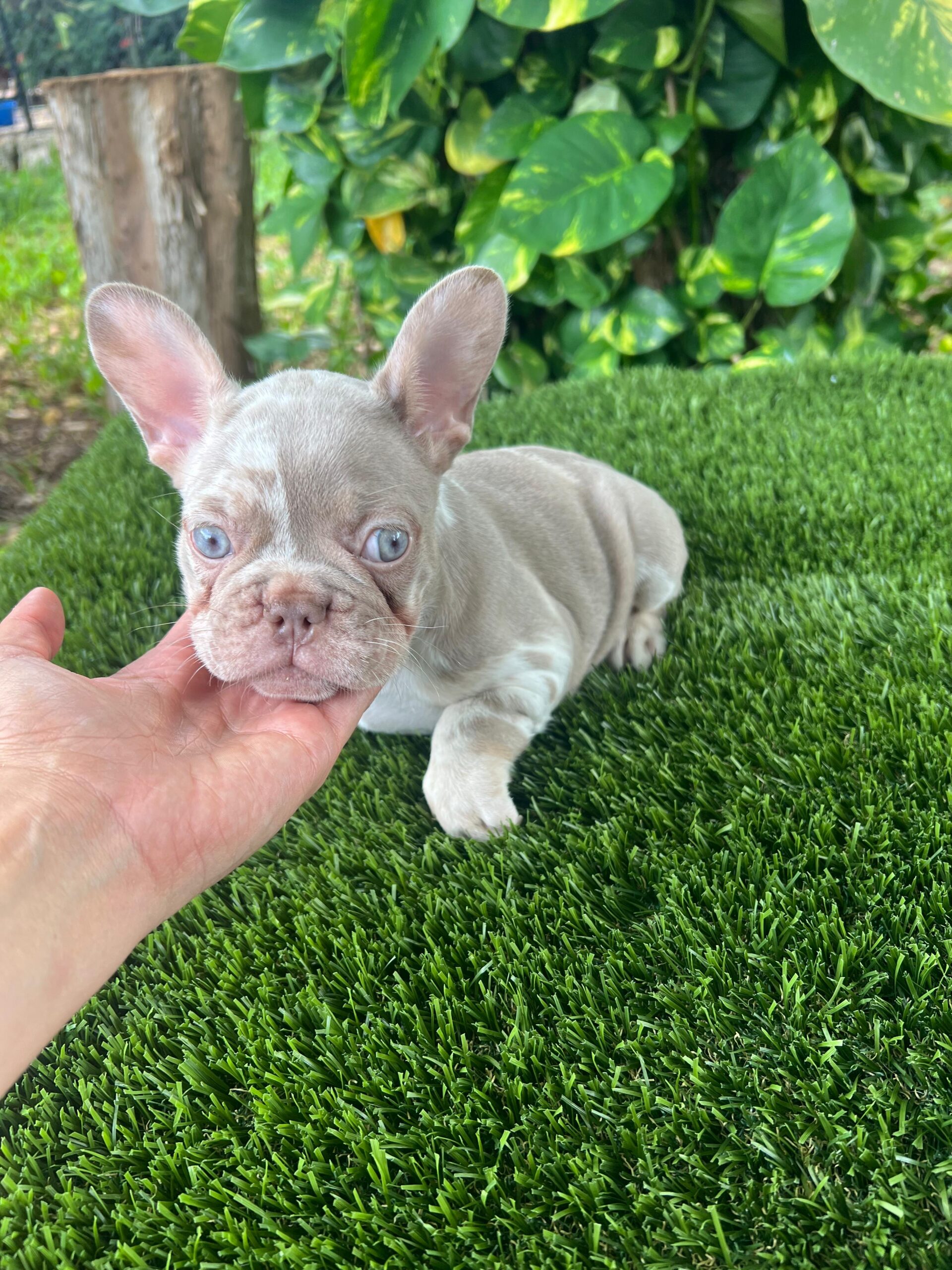 “Lex” Isabella Merle Female $3300