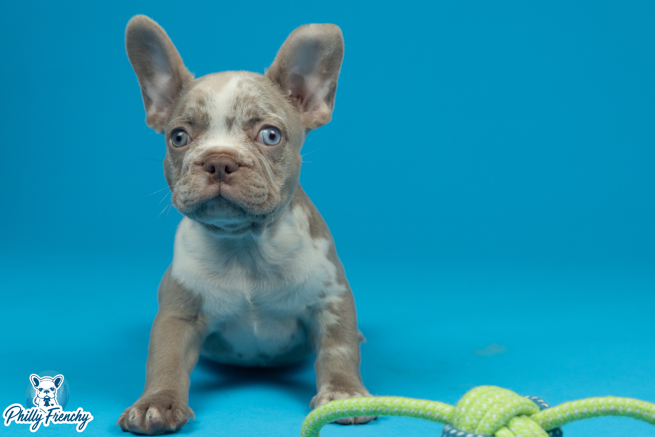 “Kane” Isabella Merle Male $3300