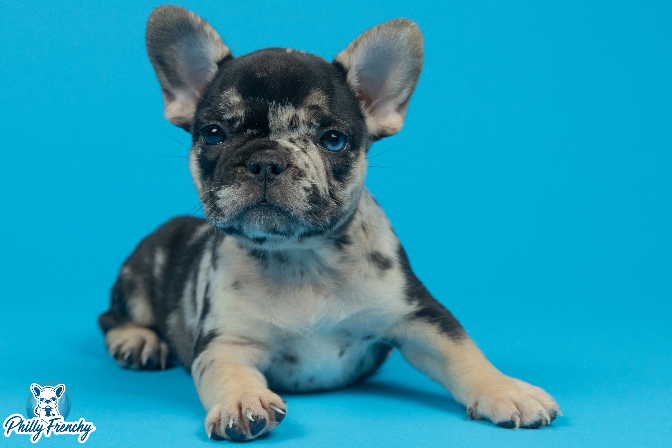 “Amber” Tricolor Merle Female $3300