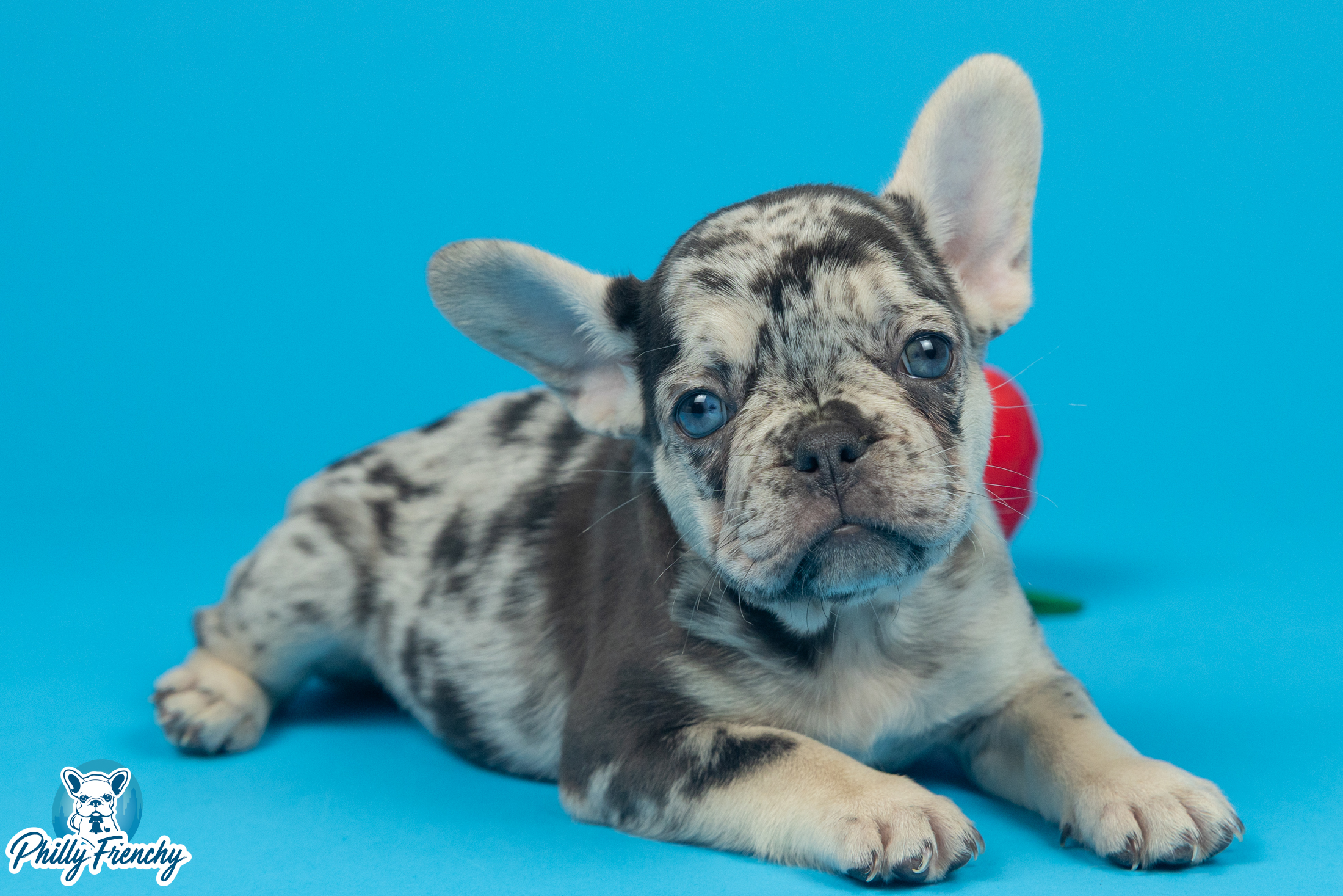“Zola” Tricolor Merle Female $3300